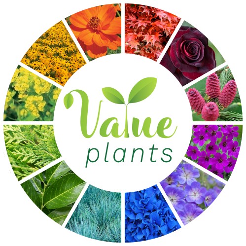 Value plants
